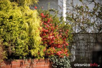 wiosna_Olesnica_700_9944-20190409