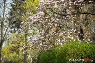 wiosna_Olesnica_700_9947-20190409