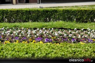 wiosna_Olesnica_700_9966-20190409