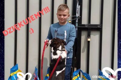 Chłopiec nie chciał prezentów tylko karmę dla zwierząt