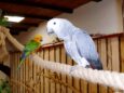 Czy w Oleśnicy powstanie papugarnia?