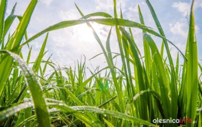 Uwaga rolnicy! 15 maja mija termin składania wniosków