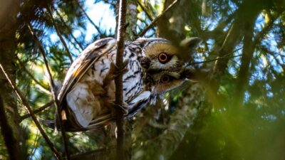 Młode sowy nie dają spać mieszkańcom