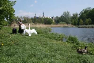 Niezwykła historia przyjaźni starszej pani i łabędzia z Kruczej