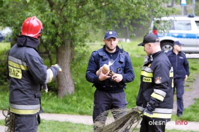 Strażacy i policja ratowali łabędzia zaplątanego w wędkarskie sieci