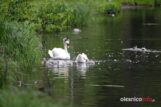 łabędź700_3654-20190516