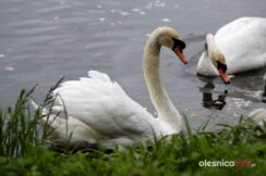 łabędź700_3658-20190516