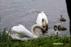 łabędź700_3659-20190516