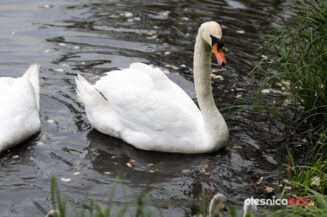 łabędź700_3661-20190516