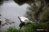 łabędź700_3664-20190516