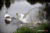 łabędź700_3665-20190516
