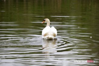 łabędź700_3667-20190516