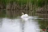 łabędź700_3671-20190516