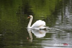 łabędź700_3673-20190516