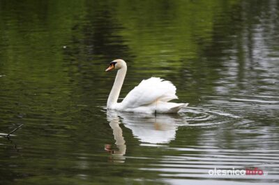 Tak łabędź ze stawu przy Kruczej wpadł w tarapaty. Mamy film!