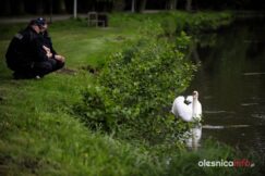 łabędź700_3676-20190516