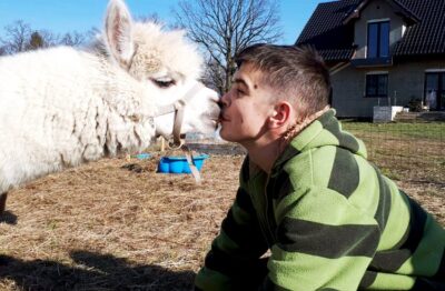 Cwał i Cudak, czyli alpaki z Krzeczyna są już gotowe do alpakoterapii [ZDJĘCIA]