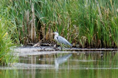 O tym, jak czapla Ola pozowała oleśnickiemu fotografowi