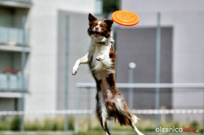 Sportowy weekend. Sprawdź kto, gdzie i kiedy gra!