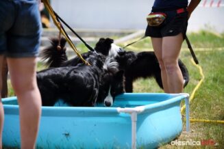 frisbee_75X_6292-20190615