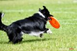 frisbee_75X_6293-20190615