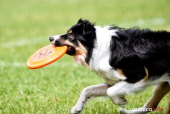 frisbee_75X_6302-20190615