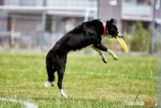 frisbee_75X_6320-20190615