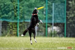 frisbee_75X_6321-20190615