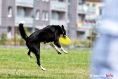 frisbee_75X_6322-20190615