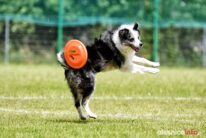 frisbee_75X_6328-20190615