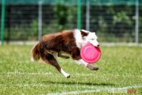 frisbee_75X_6330-20190615