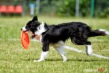 frisbee_75X_6336-20190615