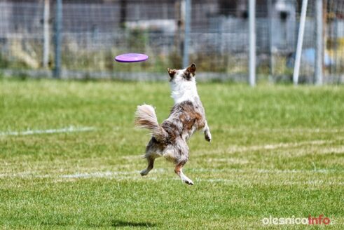 frisbee_75X_6345-20190615