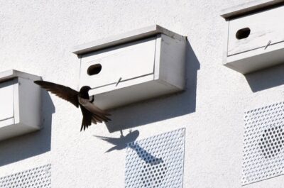 Czy miasto wykorzysta jerzyki do walki z komarami?