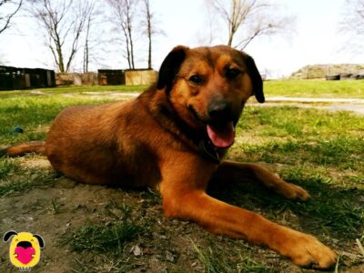 132 tys. zł dla Przytul Pyska. Będzie ziemia dla przytuliska