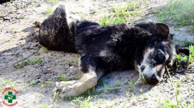 Ciąg dalszy sprawy bestialskiego zabicia psa. Ciało zwierzęcia było zmasakrowane