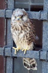 pustulka61666967_2232373476843712_297200595738034176_o