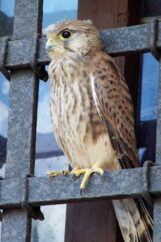 pustulka61817533_2232373620177031_8036692321229602816_n