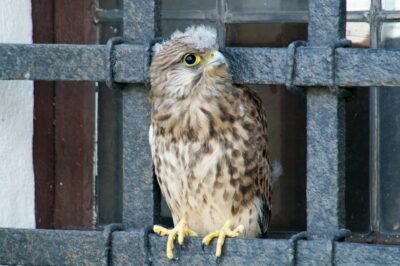 Dwie młode pustułki na kracie okna oleśnickiej bazyliki
