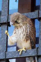 pustulka62214134_2232373613510365_89045980694970368_n