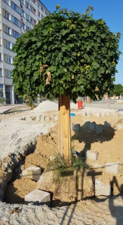 62371459_441424646651512_1123393411173318656_n