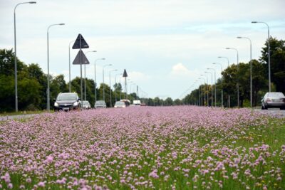 Nasza Czytelniczka proponuje łąki zamiast skoszonych trawników
