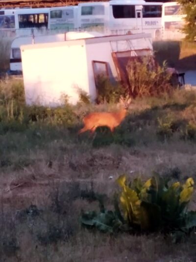Jelonek na spacerze w mieście