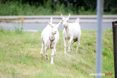 Kozy chciały zaznać wolności i wyszły na spacer na Wrocławską