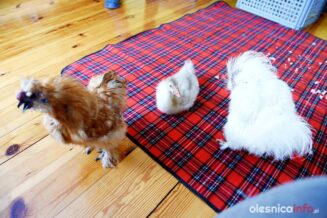 kuroterapia_75X_0056-20190717