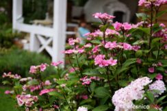 ogrod_Malgorzata_Krasucka_75X_1870