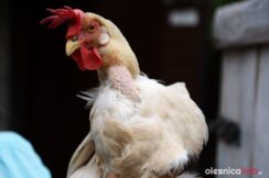 ogrod_Malgorzata_Krasucka_75X_1892