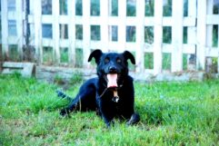 pies65169766_2257324237714670_4794131350078619648_n-20190701