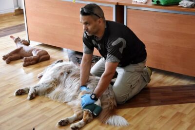 Ruszy kurs pierwszej pomocy psom i kotom