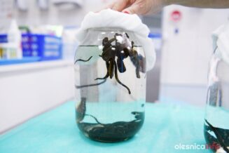 pijawki_75X_9458-20190711